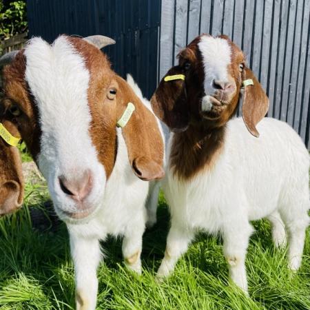 Image 2 of 2 Nanny Boer Goats For Sale