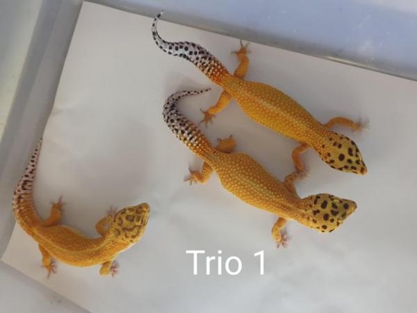 Image 4 of Adult proven breeding leopard gecko trios.