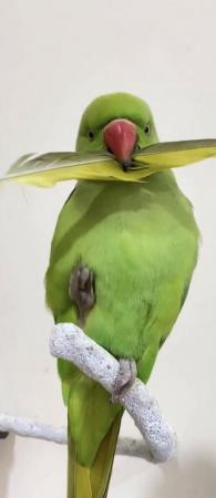 Image 3 of Baby tamed ring neck talking parrot