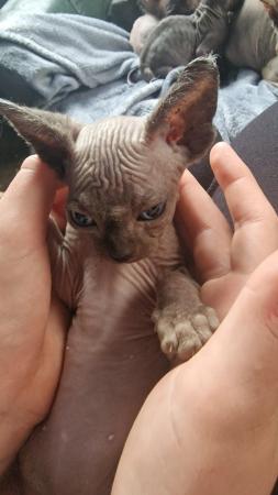 Image 3 of Gorgeous purebreed Canadian Sphynx Kittens, lovely colours