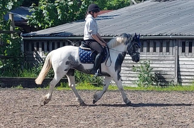 Image 1 of Super smart Blue and white pony