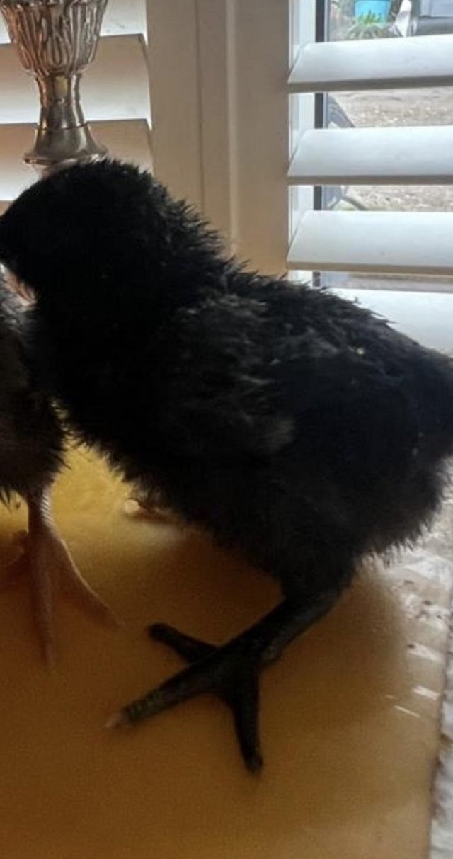 Preview of the first image of Cemani rare breed Chicks Chickens for sale.