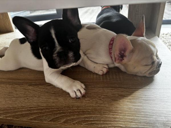 Image 8 of Ready now kc 1 Cream boy and 1 girl Pied French bulldog