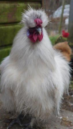 Image 3 of Silkie Mini Cockerel Growers forsale