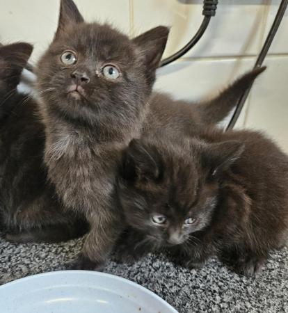 Image 7 of Beautiful black fluffy part maincoon kittens