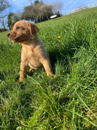 Image 19 of OUTSTANDING LITTER OF FOX RED AND YELLOW LABRADOR PUPPIES