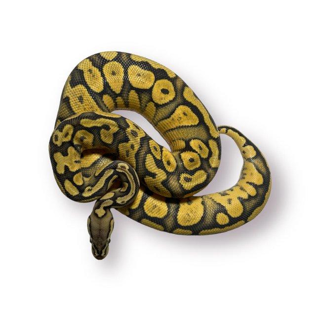 Preview of the first image of CB22 Female Pastel Orange Ghost Het Pied Royal Python.