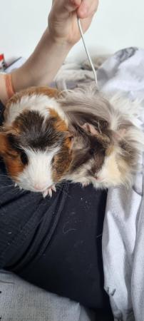 Image 4 of 2x male friendly guinea-pigs