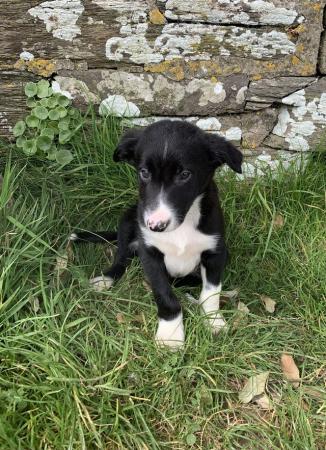 Image 6 of Handsome Male Collie Puppies