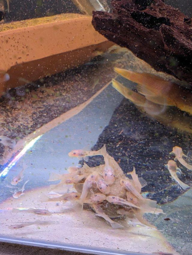Preview of the first image of Blue Eyed Lemon Bristlenose Pleco Juvenile 4-6cm £7.50each.