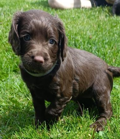 Image 8 of KC registered Working Cocker Spaniel Puppies