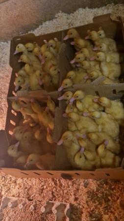 Image 3 of Day old female ducklings for sale