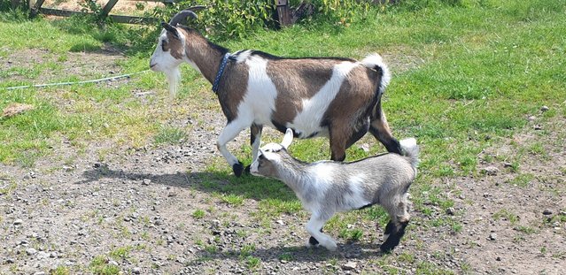 Preview of the first image of Female Pygmy Goat and twin kids, one female,one male..
