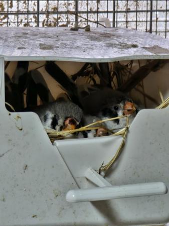 Image 10 of Young Zebra finches for sale
