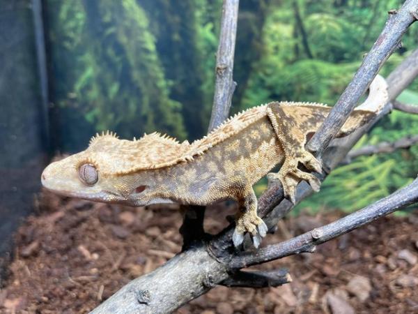 Image 2 of *ON HOLD* Unsexed juvenile extreme harlequin crested gecko