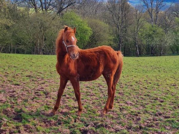 Image 1 of Stunning Section B Yearling Colt