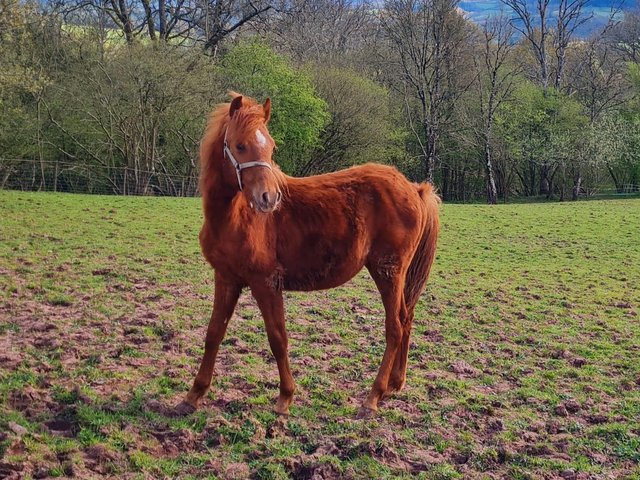 Preview of the first image of Stunning Section B Yearling Colt.