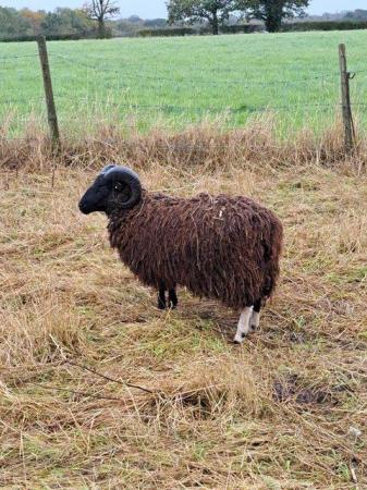 Image 6 of 4 Pure Bred Shetland Rams for sale