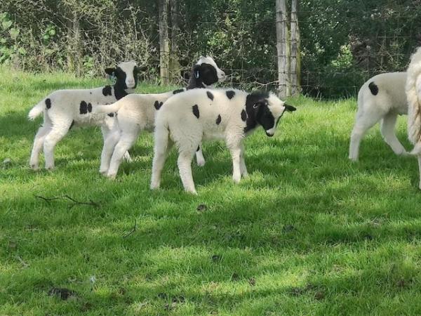 Image 2 of 4 Pedigree Jacob Breeding Ewes with lambs at foot