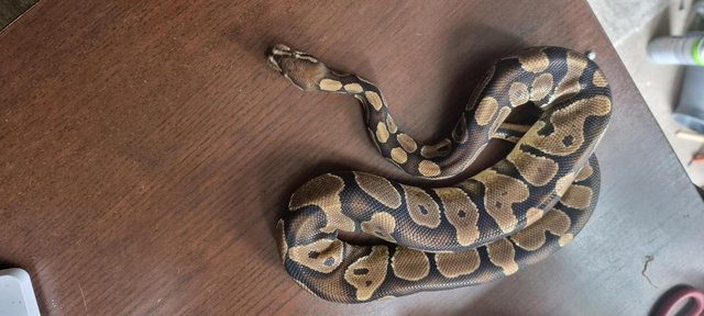Image 34 of Full collection of ball pythons and racking