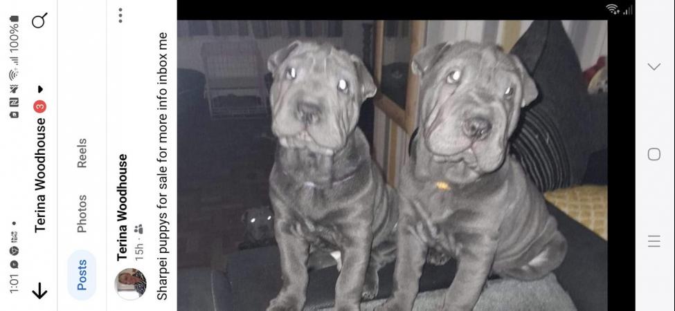 Image 1 of Sharpei puppys  for sale
