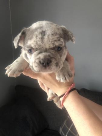 Image 4 of STUNNING LILAC ISABELLA MERLE FRENCH BULLDOGS KC