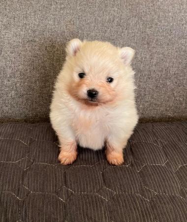 Image 7 of Cream and white Pomeranian Puppy’s