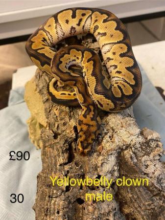 Image 15 of Mixed sex and colour Royal pythons from £80