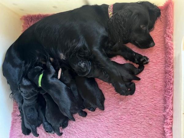 Image 10 of Working Cocker Spaniels - available now