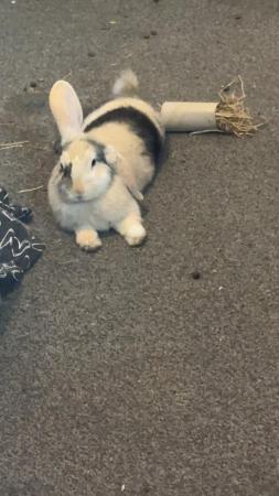 Image 1 of female rabbit wanting a good home
