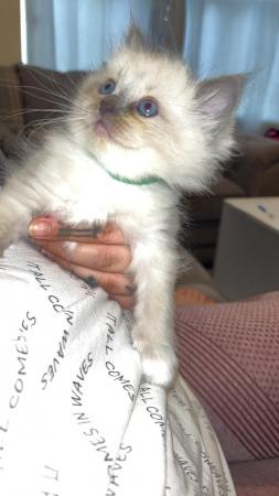 Image 10 of ALL SOLD Ragdoll kittens