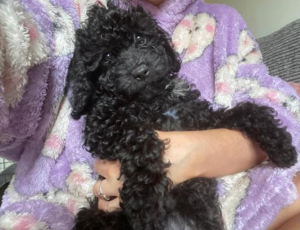 Image 9 of Beautiful cavapoo puppies from DNA tested parents