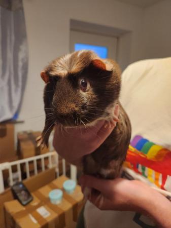 Image 5 of One skinny pig and one guinea pig looking for forever home