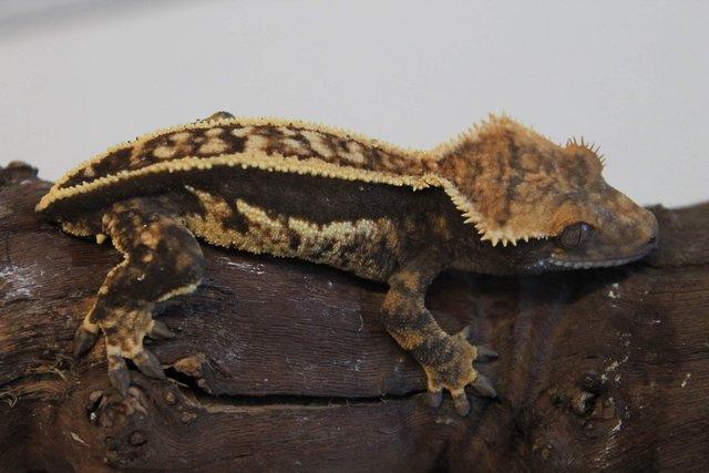 Image 11 of Crested geckos males and females