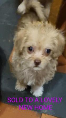 Image 13 of Poodle x chihuahua.ONE PUPPY LEFT **FULLY VACCINATED**