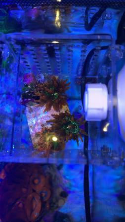 Image 3 of Marine Rose bubble tip anemones