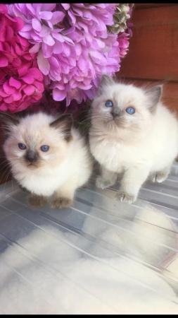 Image 5 of Regis insured fully vaccinated pure Ragdoll kittens £550