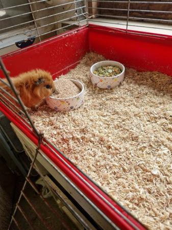 Image 2 of Bonded guinea pig boys available