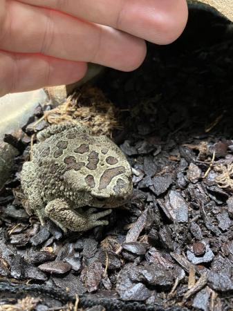 Image 2 of Berber toad Pair £60 Each or £110 Pair