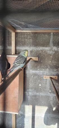 Image 5 of Baby budgie for saleavairy bred