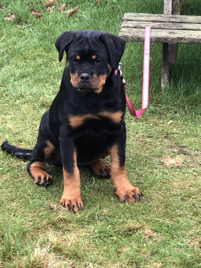 Preview of the first image of Female Rottweiler Puppy For sale.