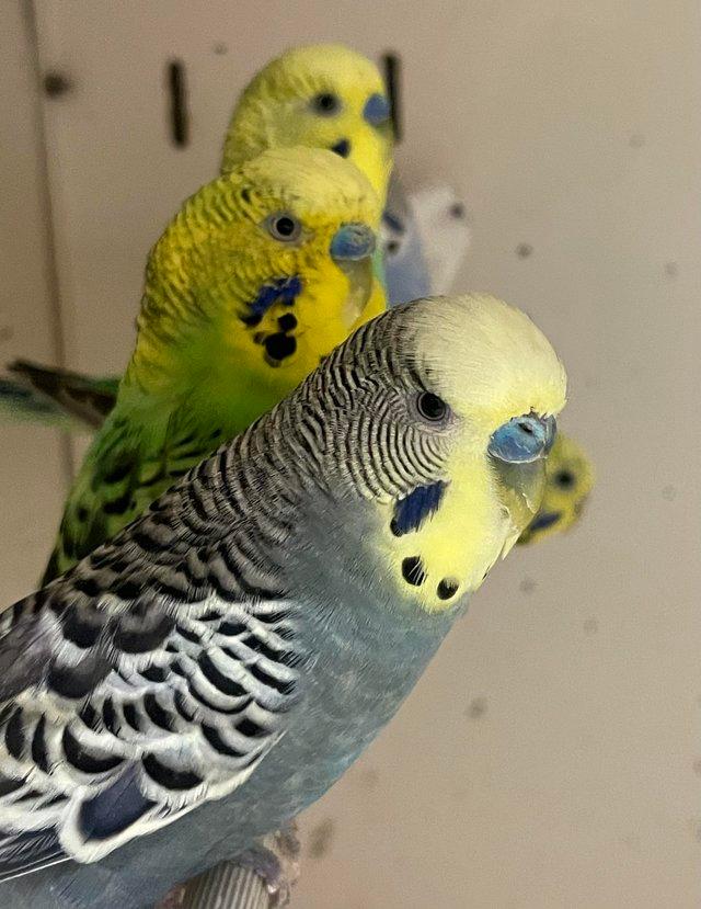 Preview of the first image of Group of 30 budgies available.