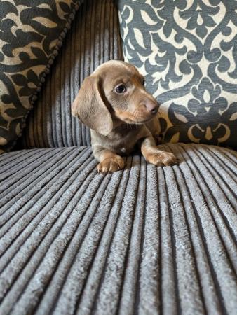 Image 13 of miniature dachshund puppies for sale