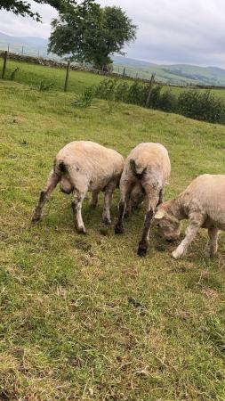 Image 1 of 12 month old rams for sale