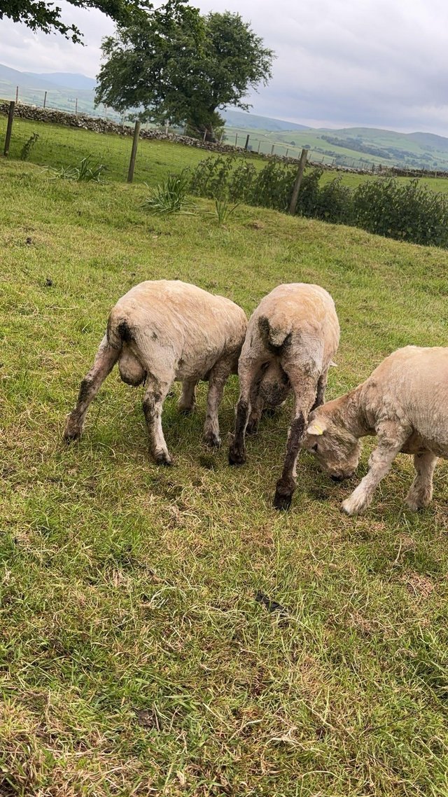 Preview of the first image of 12 month old rams for sale.