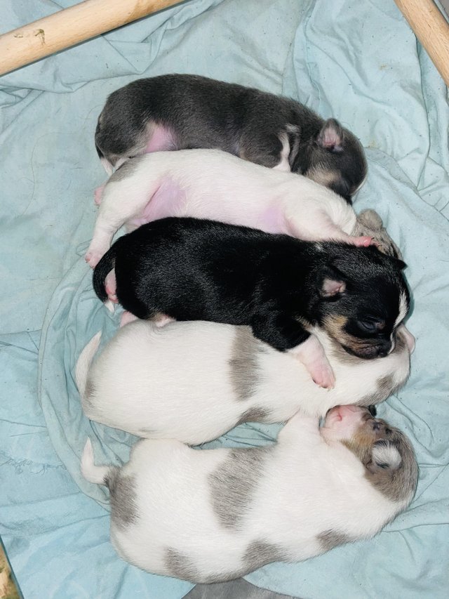 Preview of the first image of 3 beautiful chihuahua pups.