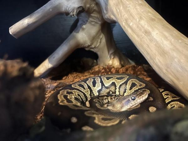 Image 2 of Royal Python female, 1 year old, plus Vivarium set up