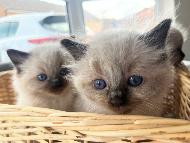 Siamese ragdoll kittens for sale sales near me