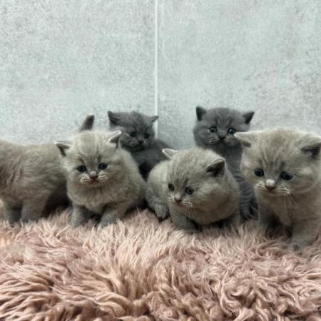 Image 4 of Gorgeous Pedigree British Shorthair Kittens GCCF