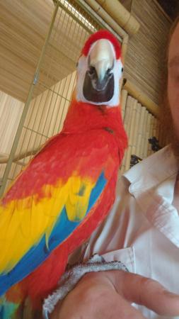 Image 5 of Mango the Scarlet Macaw Now Available